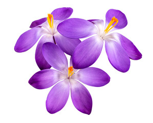 Crocus flower isolated on white background with clipping path