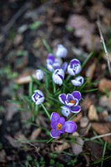 Lila Krokus im Garten