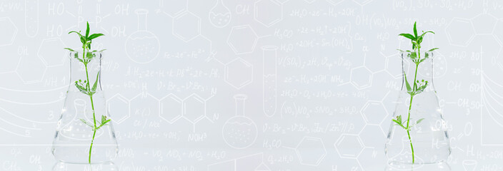 Cloned decorative micro plant in test tube with agar nutrient medium. Micropropagation technology in vitro,Hand drawn science formulas on chalkboard for background