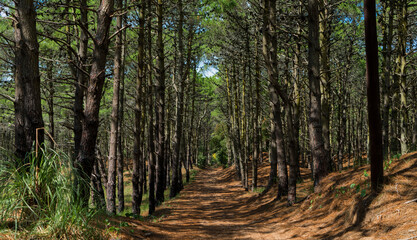 path in the forest. path in the forest. 
