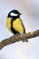 Obraz premium great tit