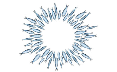 Peces mirando al centro sobre fondo blanco, tipo sardinas, caballas o atunes. Ilustración dibujada a mano