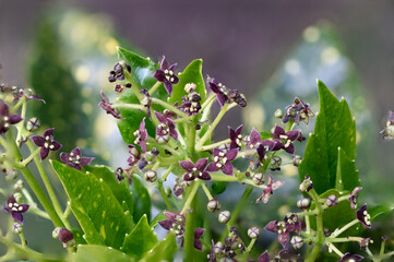 Variegated laurel in blossom