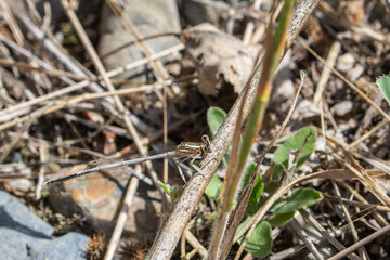 White featherleg damselfly at rest