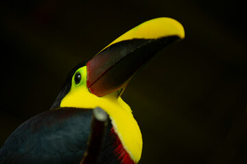 Toucan 
