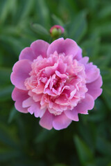 Pink flowers peonies flowering on background pink peonies. Peonies garden.