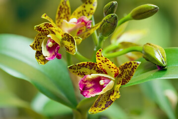 Closeup of a colorful cattleya orchid blossom. - obrazy, fototapety, plakaty