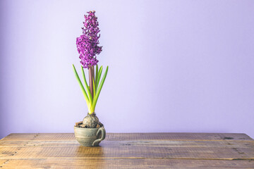 Bright claret colorful hyacinth flowers blooming