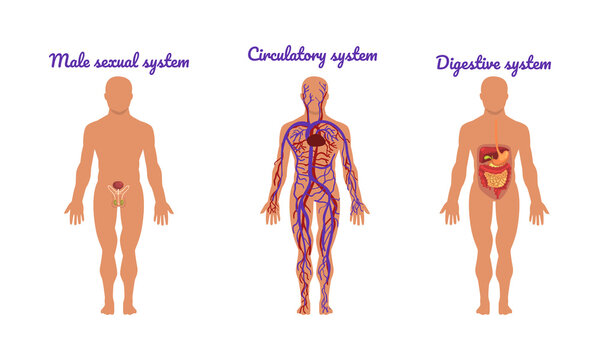 Main Human Body Systems with Male Sexual and Circulatory System Vector Set