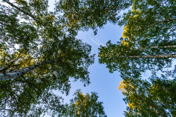 Crown birch against blue sky in sunny summer day.