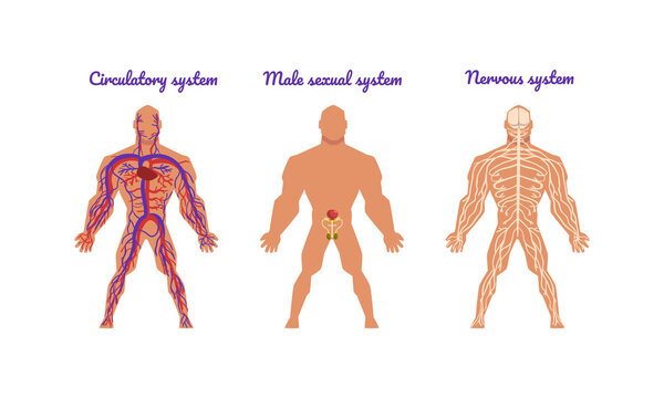 Main Human Body Systems with Circulatory and Nervous System Vector Set