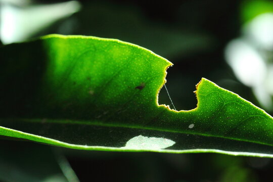 peste y insectos que comen hojas de naranjo