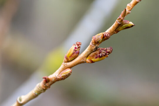 Buds of a black poplar tree are bursting into life