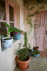 Fototapeta na wymiar Beautiful plants outside a house in the village.