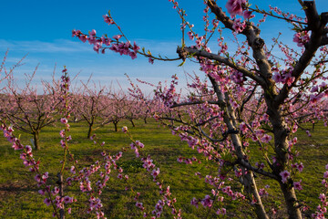 cherry blossom landscape at the field