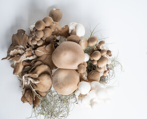 variety of fresh mushrooms