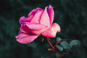 The Pink Rose