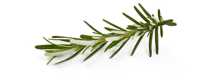 Twig of rosemary, isolated on white background