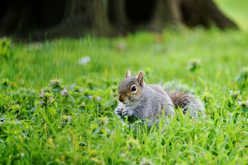 Easter animals. Squirrel in a field of flowers eating a nutty snack.