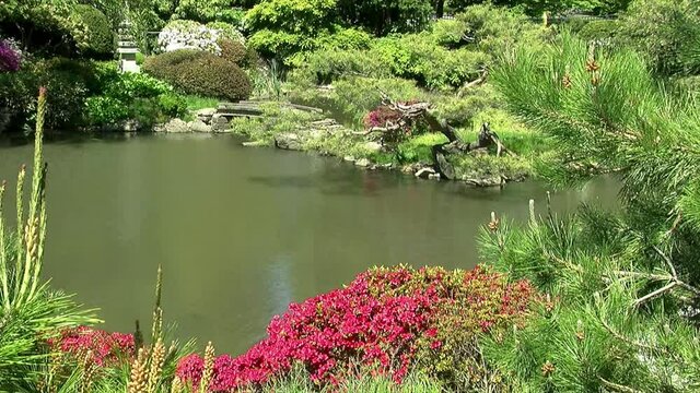 Pond in a Japanese garden with azaleas and pine trees.