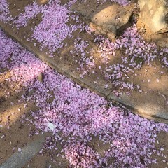 water drops on purple flowers