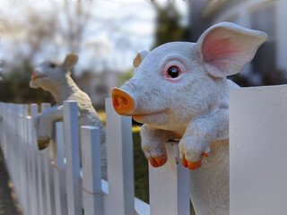 a white piglet in the fence with a sheep in the background