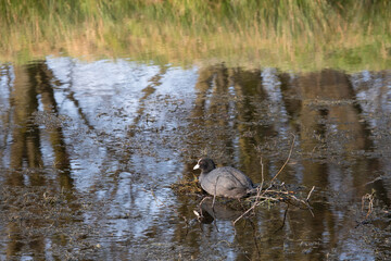 Eurasian coot or common root or Australian root sits on a nest of twigs in the middle of a pond. Trees reflect in the water