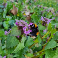 butterfly on a flower