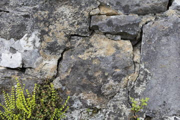 Old gray cracked stone wall, covered by lichen, with small fern below