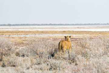 Lioness standing in the bush. Etosha national park in Namibia, Africa