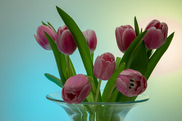 Tulpe