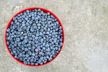 Blueberries on a plantation in the garden. Blueberries in a plate