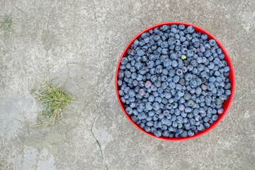 Blueberries on a plantation in the garden. Blueberries in a plate