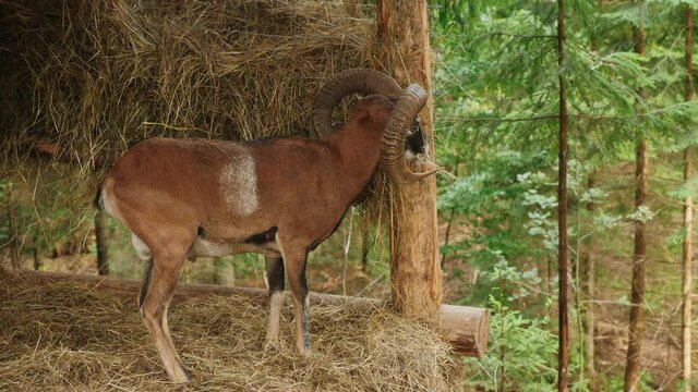 Wild mountain sheep feeds on hay from a feeder in the forest