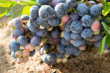 Blueberries on a plantation in the garden.