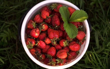 Healthy berries in a fruit basket in summer