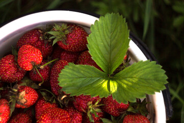 Healthy berries in a fruit basket in summer
