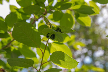 Cherry leaves with pests, scale insect on cherry leaves, pests on cherry tree