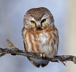 Portrait of a Northern Saw-whet Owl