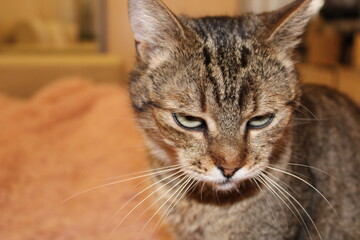 Obraz premium upset cat