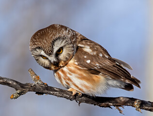 A Northern Saw-whet Owl looking for prey
