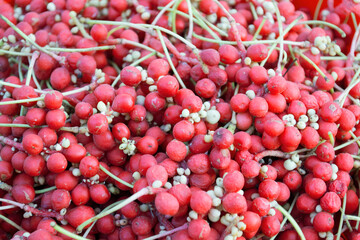 Schisandra chinensis berries in a plate. Clusters of ripe schizandra. Crop of useful plant. Also Magnolia-Vine, Chinese Magnolia-Vine, Schisandra, Magnolia Berry or Five-Flavor-Fruit.