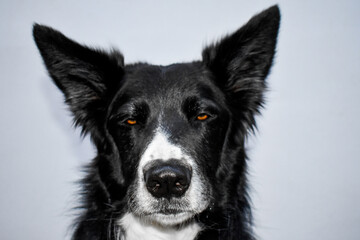 Perro retrato border collie interior cansado o enfadado