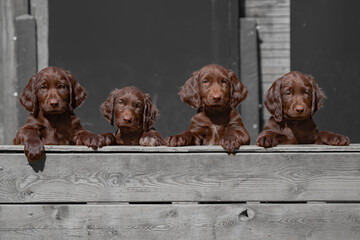 German Longhaired Pointer puppy's