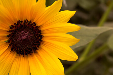 Obraz premium sunflower close up
