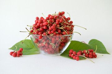 Schisandra chinensis berries in a plate. Clusters of ripe schizandra. Crop of useful plant. Also Magnolia-Vine, Chinese Magnolia-Vine, Schisandra, Magnolia Berry or Five-Flavor-Fruit.