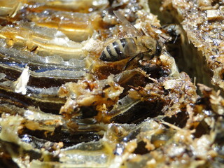 a natural honeycomb and a bee on it