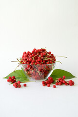 Schisandra chinensis berries in a plate. Clusters of ripe schizandra. Crop of useful plant. Also Magnolia-Vine, Chinese Magnolia-Vine, Schisandra, Magnolia Berry or Five-Flavor-Fruit.