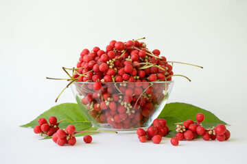 Schisandra chinensis berries in a plate. Clusters of ripe schizandra. Crop of useful plant. Also Magnolia-Vine, Chinese Magnolia-Vine, Schisandra, Magnolia Berry or Five-Flavor-Fruit.