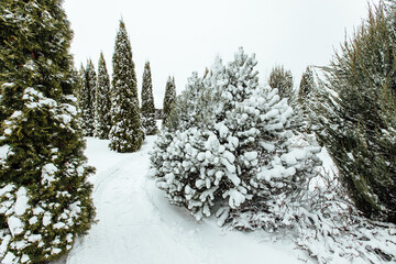 Christmas trees in the backyard in the snow. cozy garden with gazebo and alleys of a country house in winter